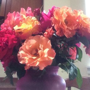 Meet your Posher, Susie